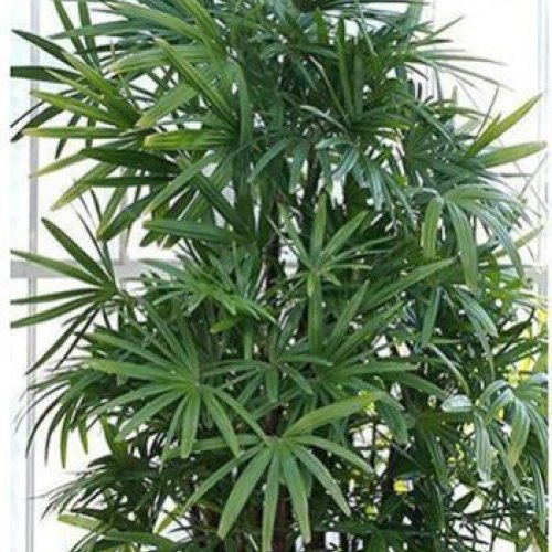 Rhapis Palm Tree