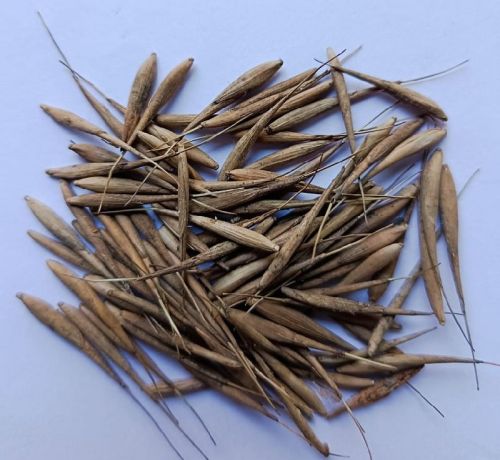 Bamboo Seeds