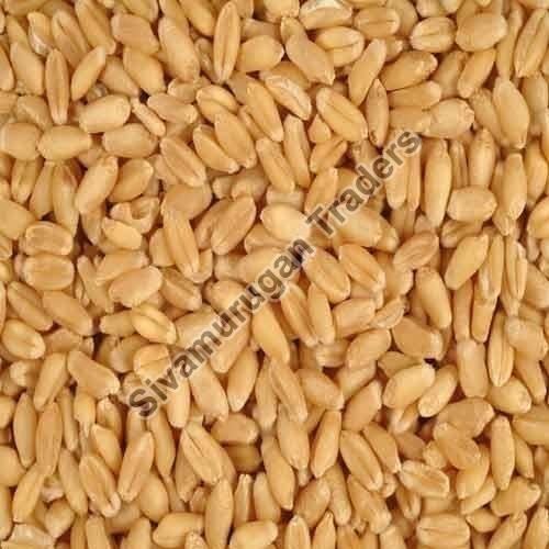 Wheat  Seeds