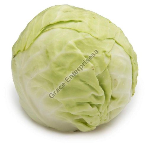 Fresh Cabbage