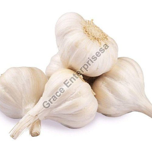 Fresh Garlic