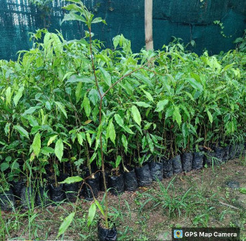 agarwood plant