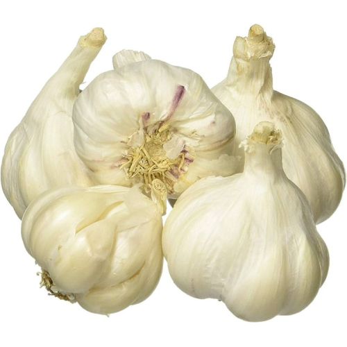 fresh garlic