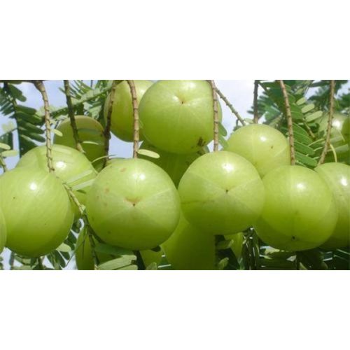 Amla