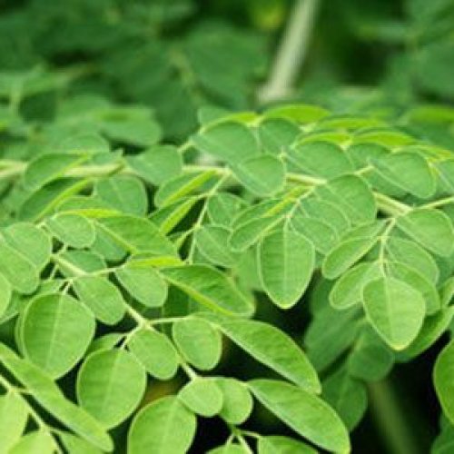 moringa leaves