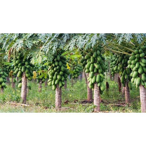 Papaya
