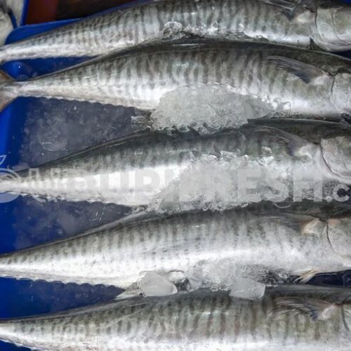 Fresh Surmai Fish