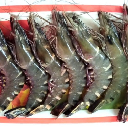 Fresh Tiger Prawn