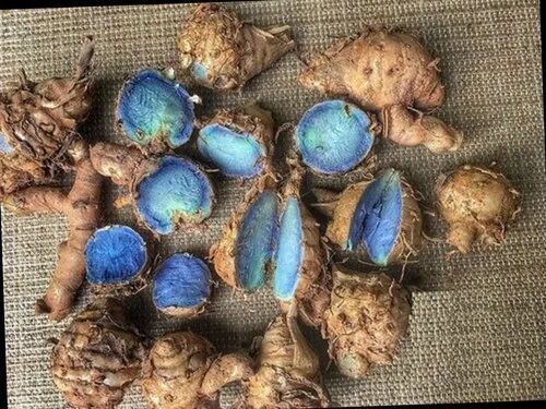 Black Turmeric Seeds