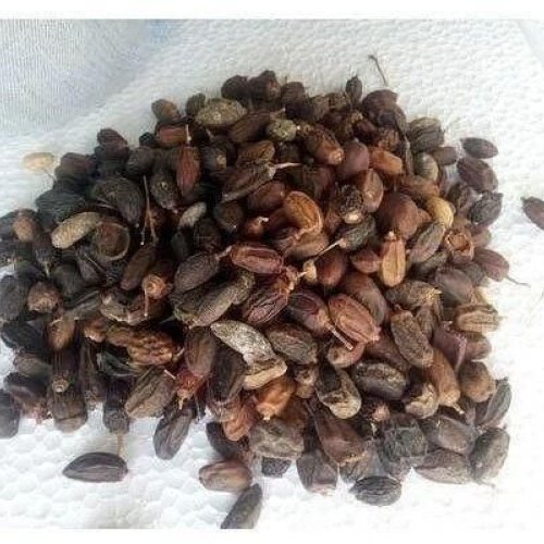 Neem Seeds