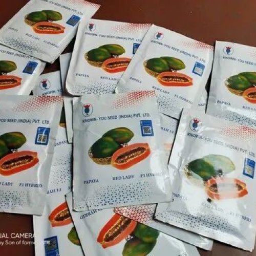 Taiwan Red Lady 786 Papaya Seeds