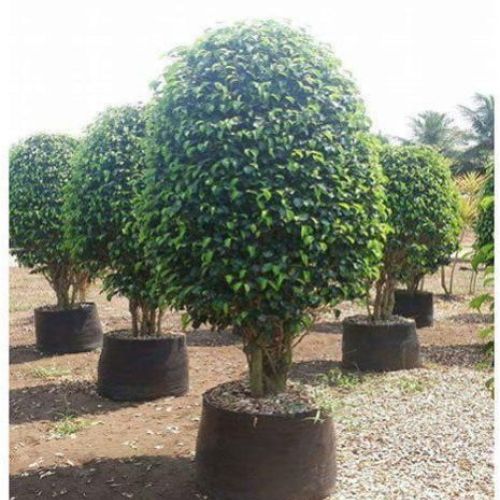 Black Ficus Plant
