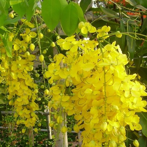 Cassia Fistula Plant