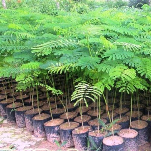 Delonix Regia Plant