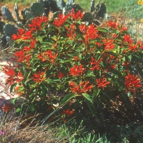 Firebush Plant