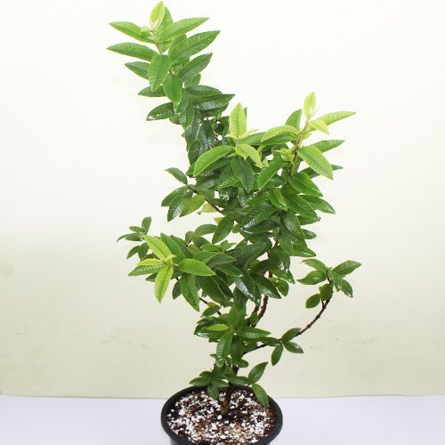Guava Plant