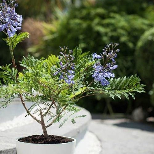 Jacaranda Plant