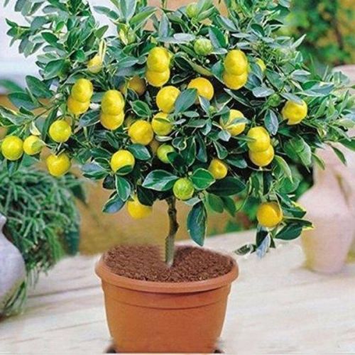 lemon plant