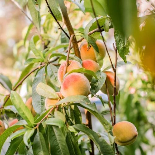 Peach Plant