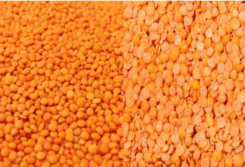masoor dal