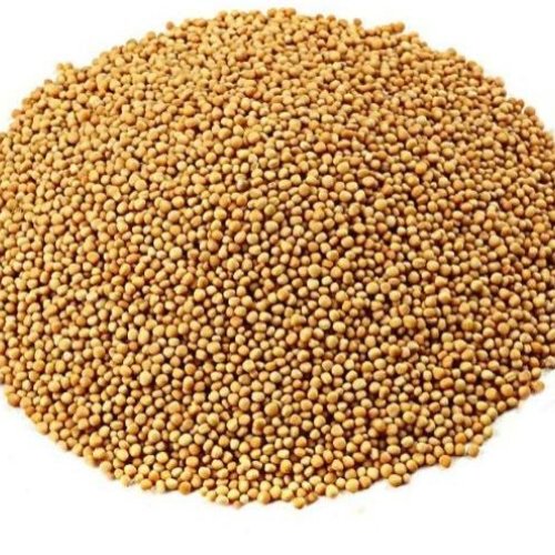 Yellow Mustard Seeds