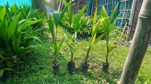 Betel Nut Plant