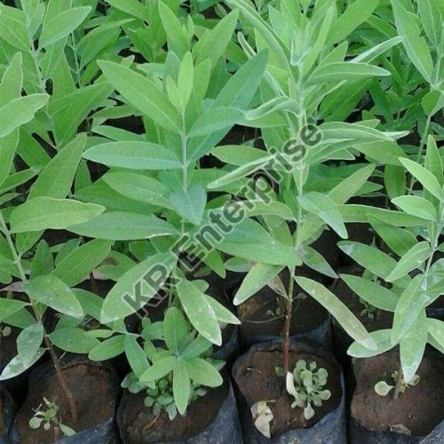 White Sandalwood Plant