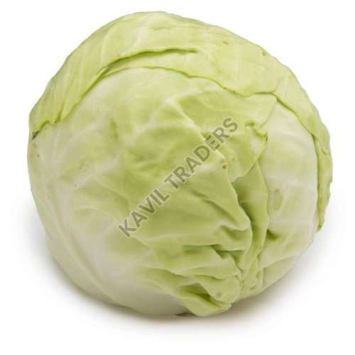 Fresh Cabbage