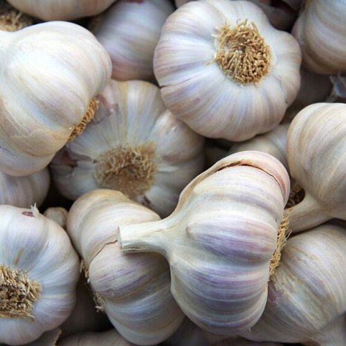 garlic