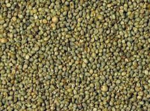 Bajra Seeds