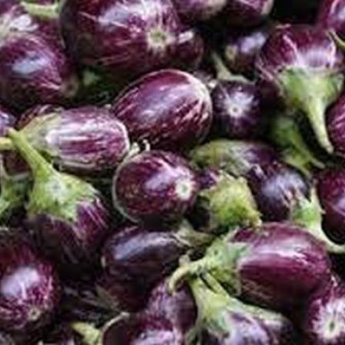 Fresh Brinjal