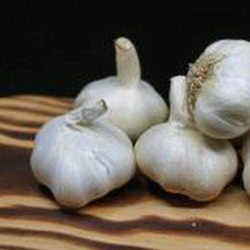 fresh garlic