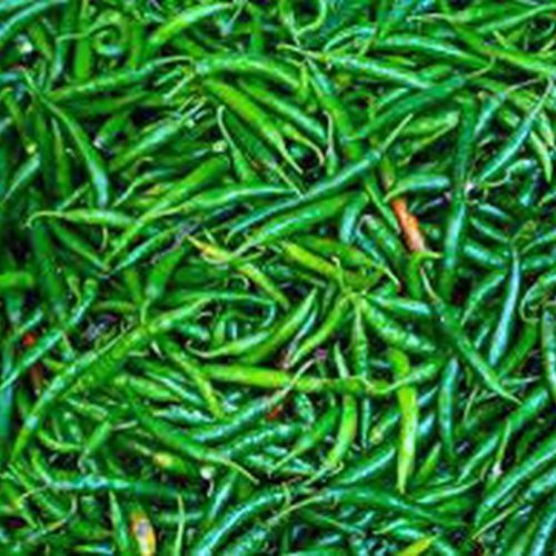 Fresh Green Chilly
