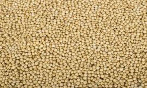 Jowar Grains