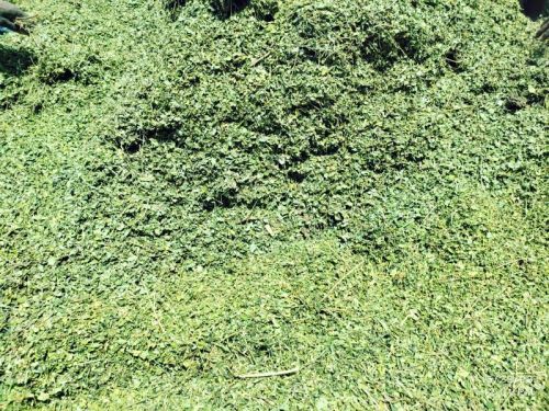 Dried Moringa Leaves