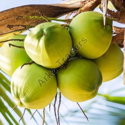 Tender Coconut