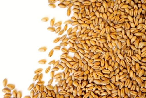Australian Khorasan Wheat
