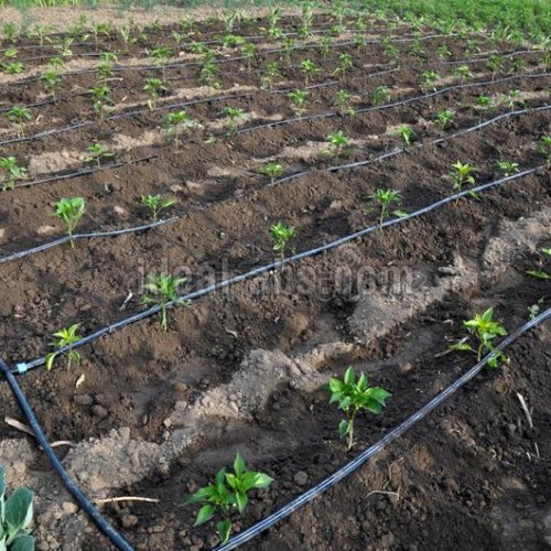 Drip Irrigation System