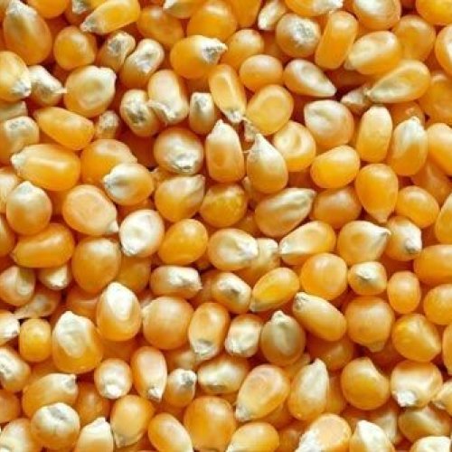 Yellow Maize Corn