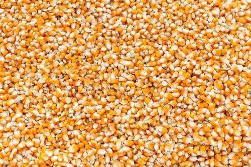 Maize Cattle Feed