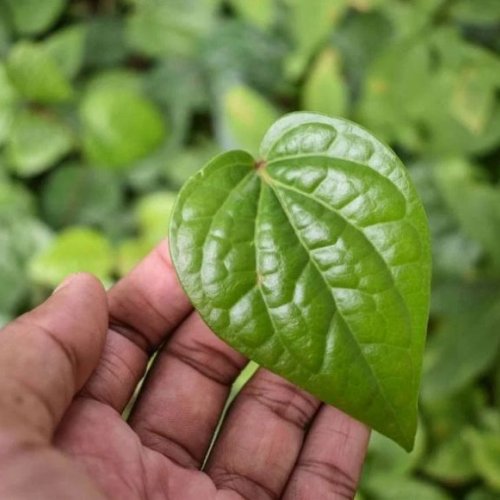 Betel Leaf