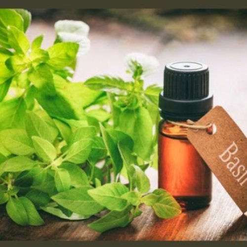 Basil Oil