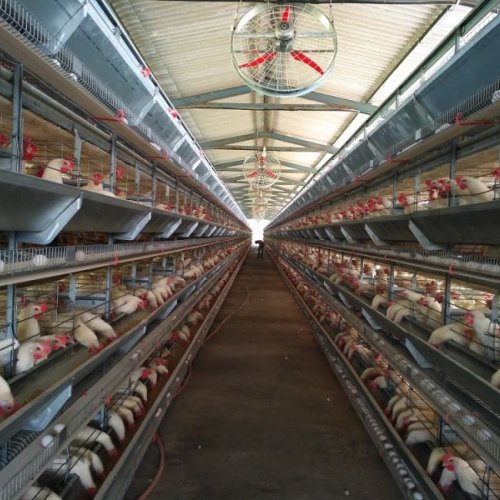 Layer H Frame Automatic Cage