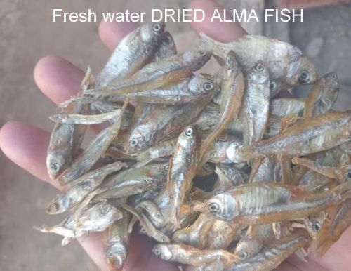 Fresh Water Dried Alma Fish