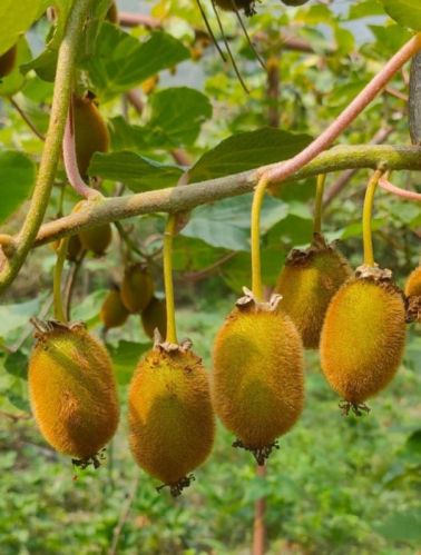 Kiwi Fruit