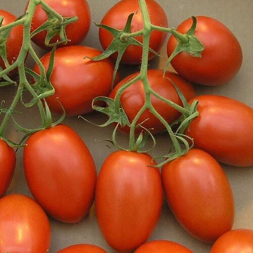 Fresh Tomato