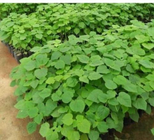 Chinese Teak Plant