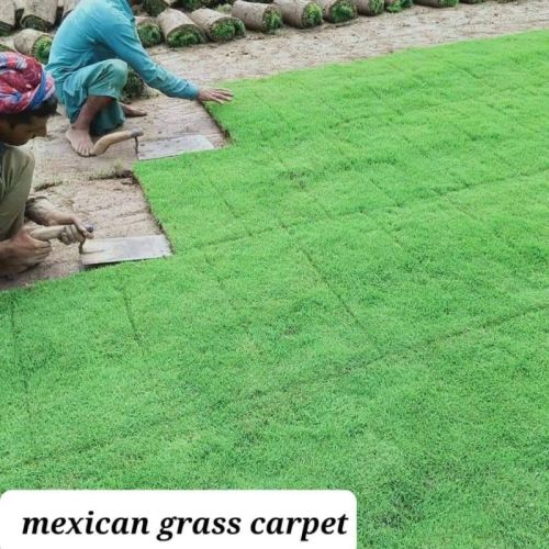 Mexican Carpet Grass