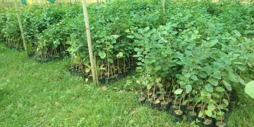 Red Sandalwood Plant