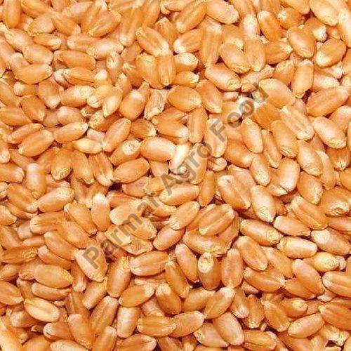 Organic Wheat